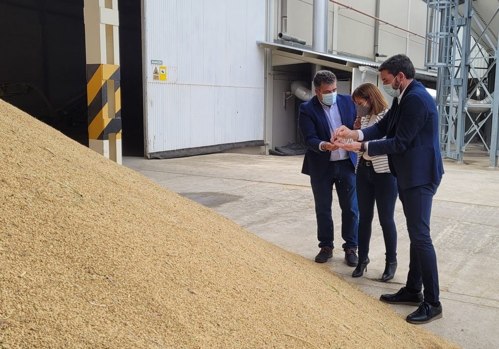 La campaña de recolección del Arroz DOP de Calasparra prevé superar los 2,5 millones de kilos esta temporada