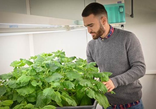 Desarrollan nuevas plantas que producen y liberan feromonas sexuales para luchar contra las plagas