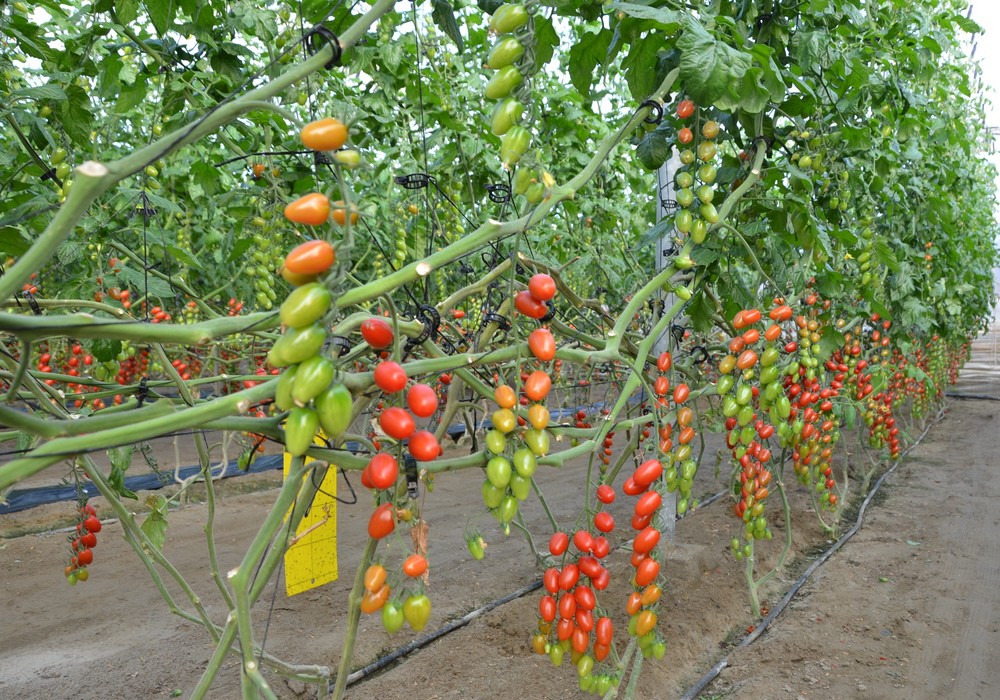 Kenogard ayuda a rentabilizar las producciones con su estrategia BioWin®