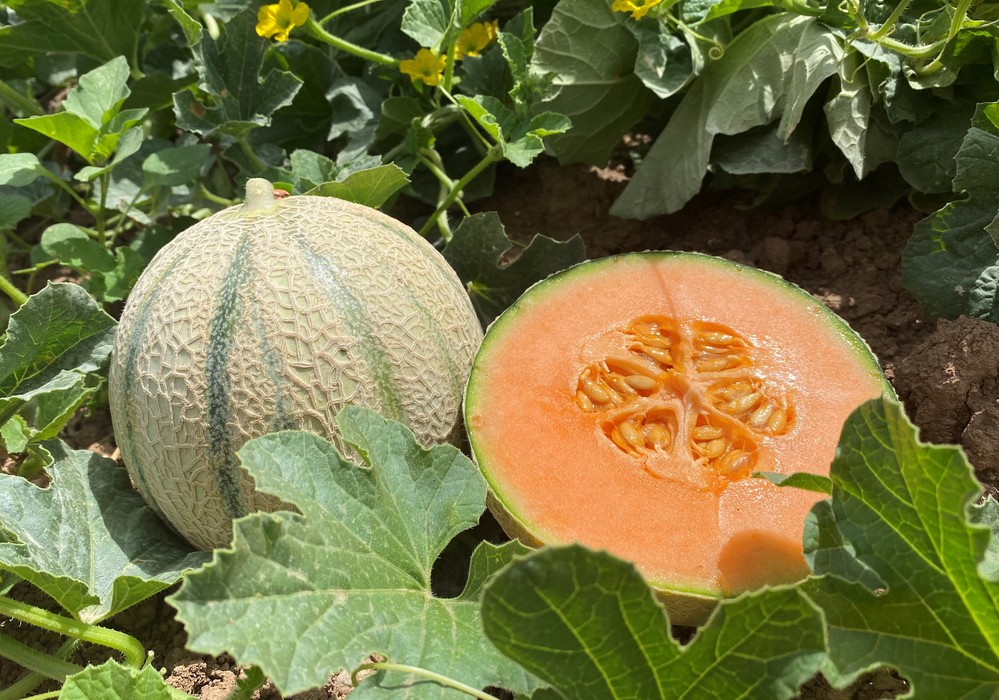 Syngenta entra en el mercado del cantaloup larga vida y presenta su variedad Carpa
