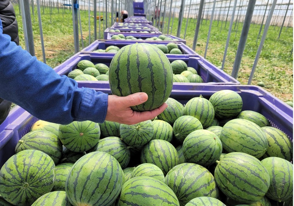 Las sandías de Intersemillas ofrecen los más altos estándares de calidad que demanda el mercado