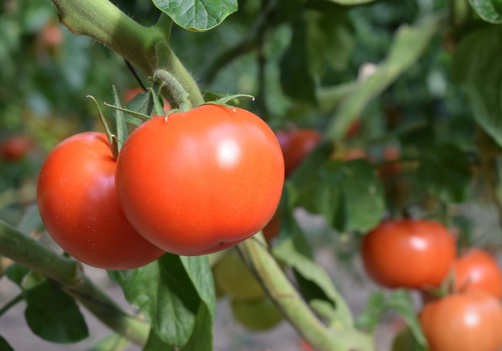 Los productos biológicos de IQV son la solución para el control de plagas y enfermedades sin residuos en hortícolas