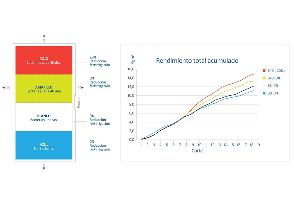 UAL, CASI y Nostoc demuestran un incremento del 33% en producción con reducción de químicos, gracias a bacterias solubilizadoras y fijadoras de NPK