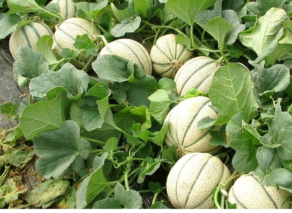 Fertilización eficiente para melón  y sandía gracias a Herogra