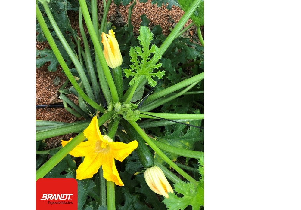 BRANDT® InVigoTM aumenta la salud y productividad de las plantas