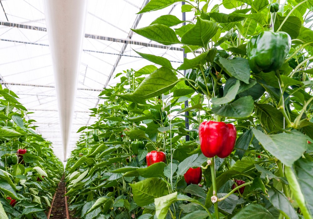“Con Growing For The Future proporcionamos al sector las mejores soluciones fitosanitarias adaptadas a las demandas del mercado”