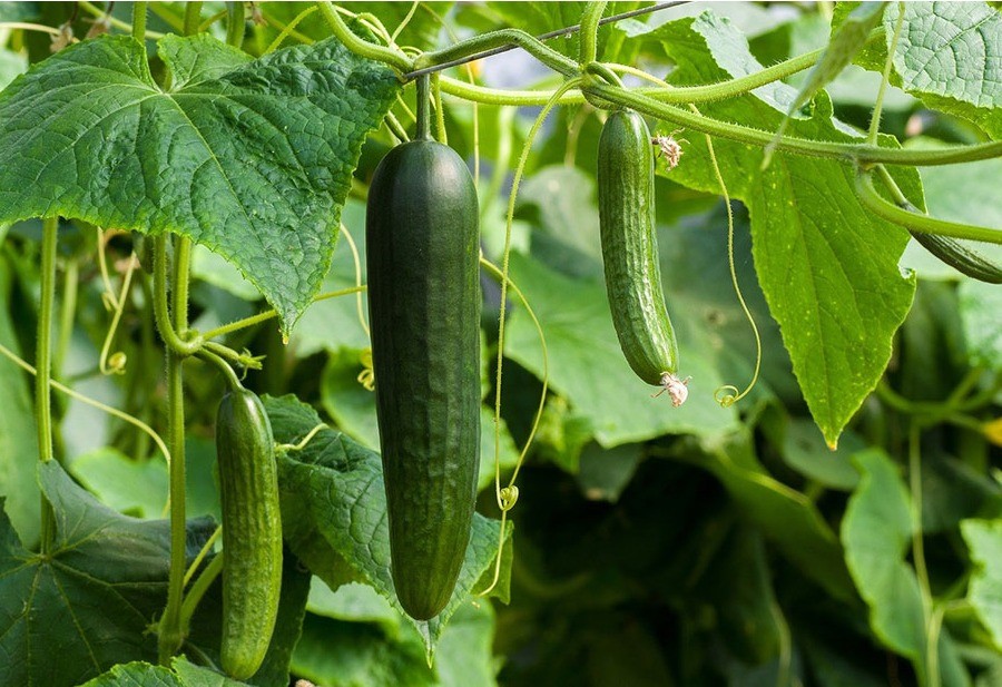 Los productores de pepino españoles confían en una estrategia preventiva contra mosca blanca y trips