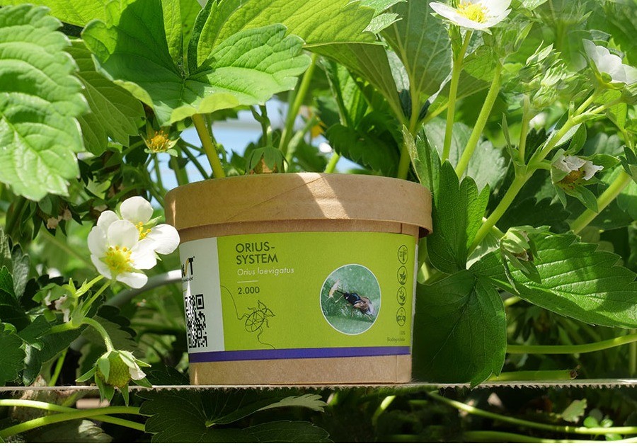 El Orius-System mejora su rendimiento en España con el nuevo envase biodegradable