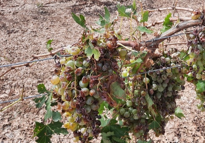 Agroseguro cierra 2021 como el segundo año con mayores indemnizaciones de su historia: 722 millones de euros