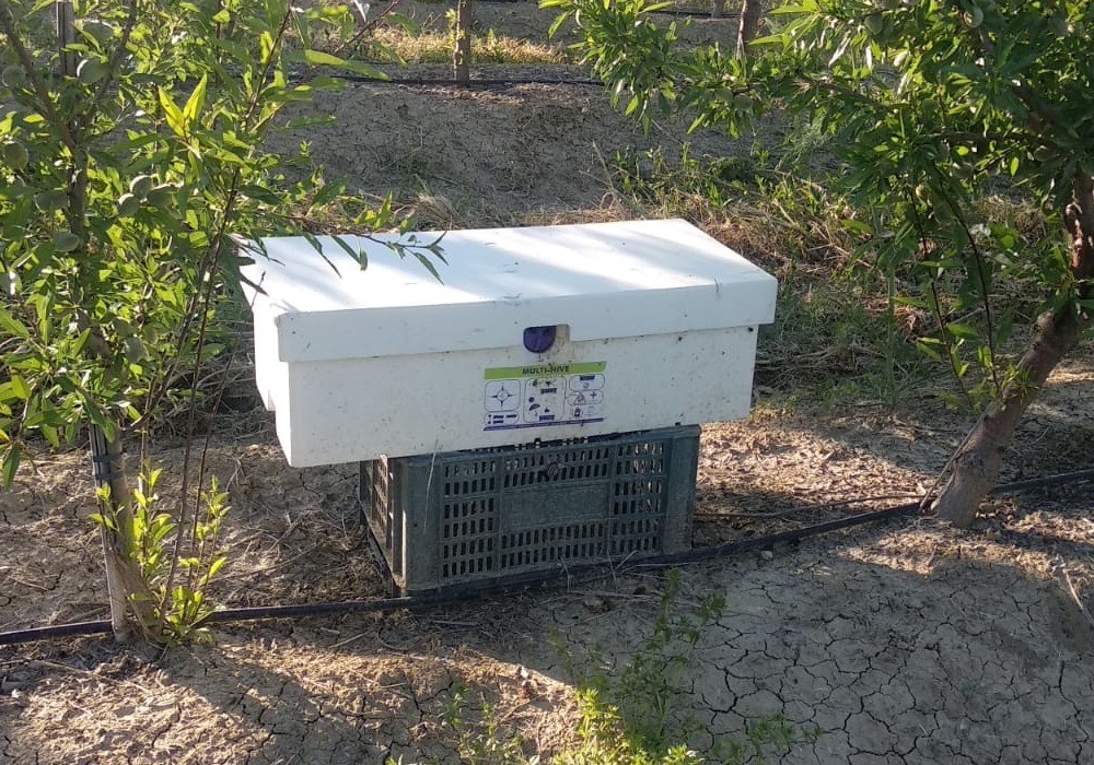 Las colmenas múltiples de Biobest mejoran la polinización del almendro en clima adverso