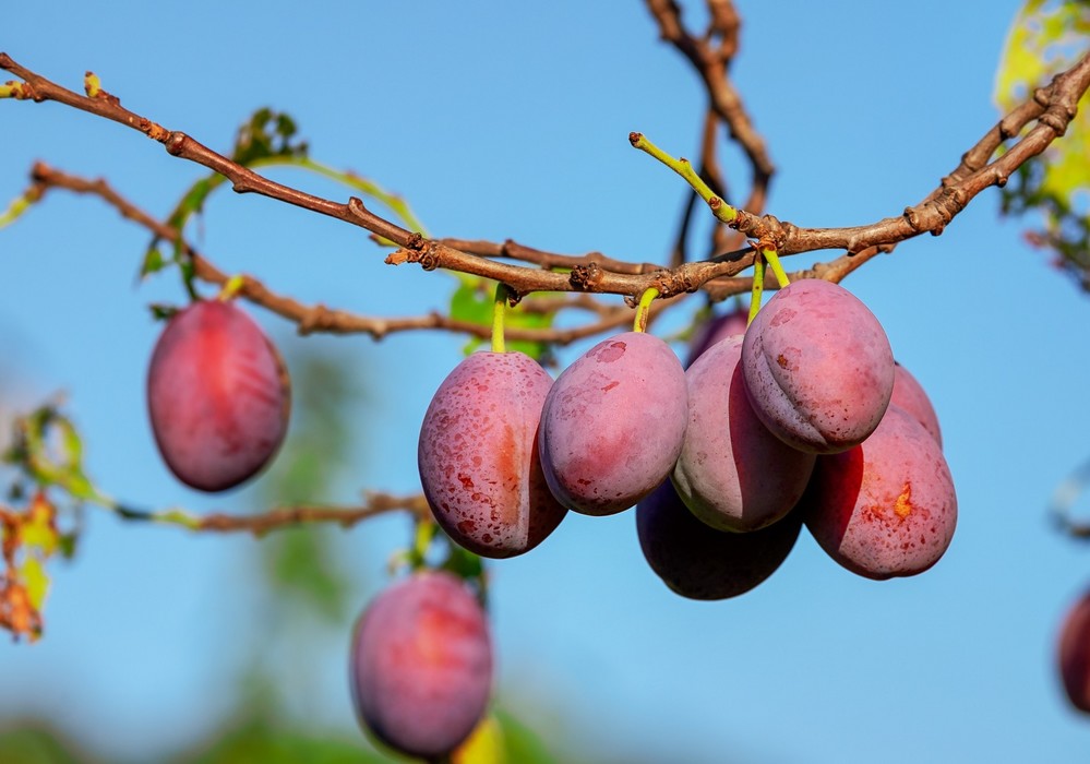 Este jueves 20 de enero finaliza el plazo para contratar el seguro de frutales en las zonas de producción más tempranas