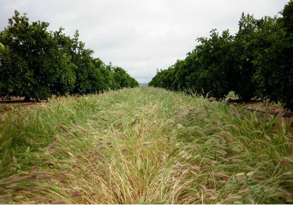 Investigadores de la UPC logran reducir la erosión del suelo a través de la diversificación de cultivos