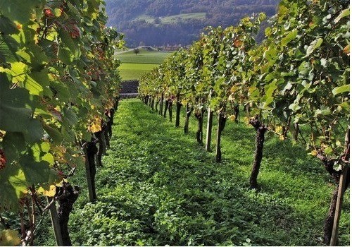 Más de 1.500 agricultores se beneficiarán de las ayudas de agroambiente y clima convocadas por la Comunidad