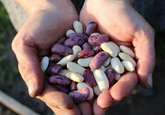 Un experimento de ciencia ciudadana impulsa cultivos 'caseros' de judías para conservar la diversidad agrícola