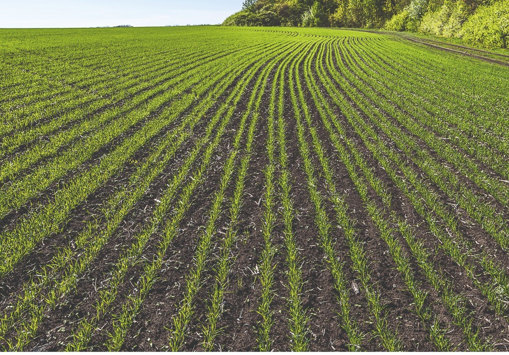 Llega al campo español Revycare®, el nuevo y esperado fungicida de BASF que marcará un antes y un después en el cuidado del cereal
