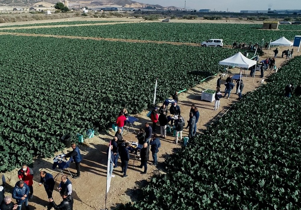 Ulysses, la variedad estrella de brócoli, consolida el liderazgo de Sakata conquistando a productores y consumidores