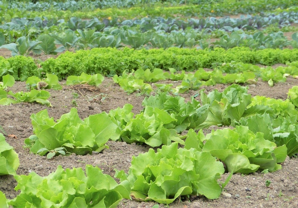 Ecovalia reclama más apoyo para cumplir con el objetivo europeo en producción ecológica