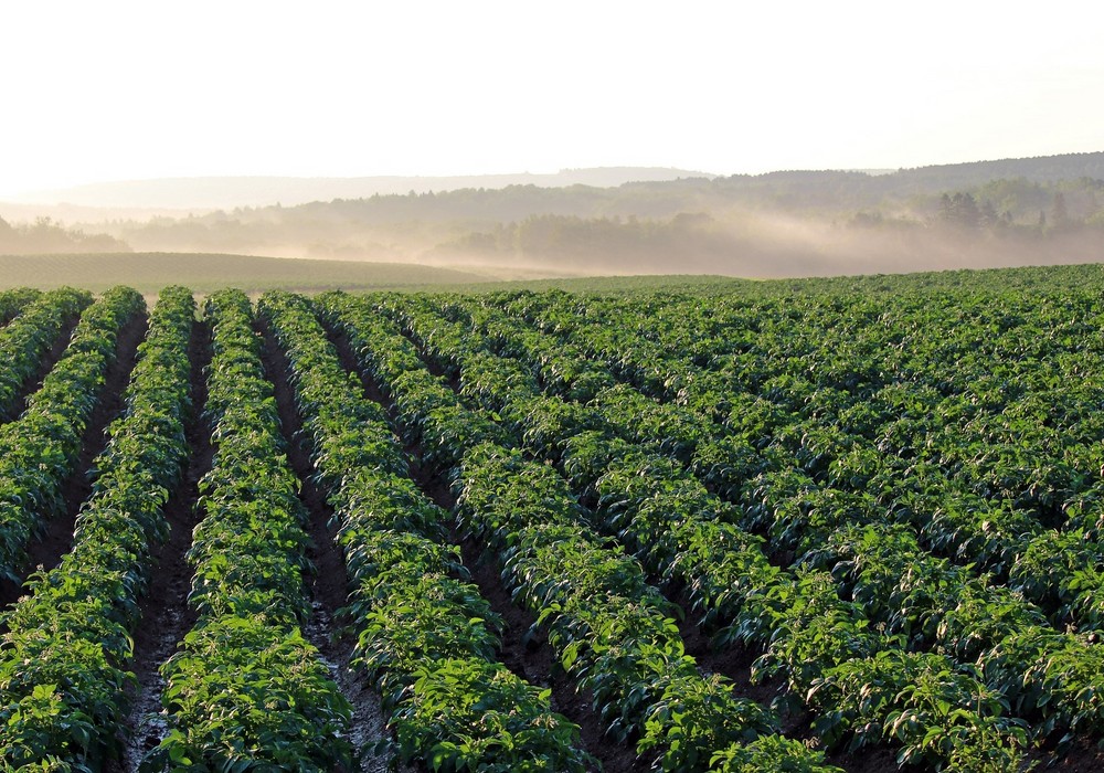 Bayer presenta sus avances en I+D para la industria agrícola