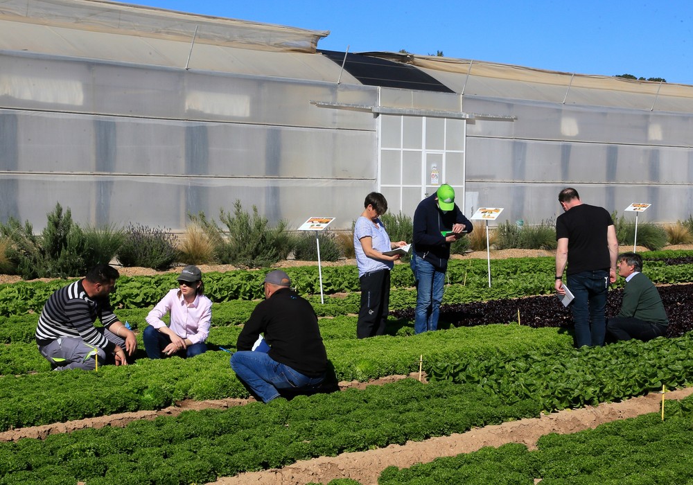 BASF introduce más resistencias en lechuga y espinaca para lograr producciones más rentables y sostenibles