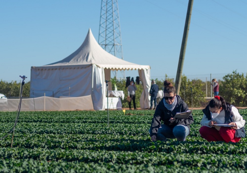 Diez nuevas variedades de espinaca, protagonistas en los Open Days de Tozer Ibérica