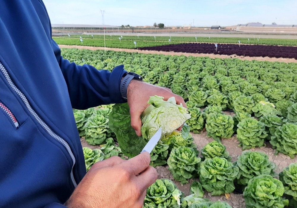 Syngenta acelera su innovación en el cultivo de hoja y brásicas