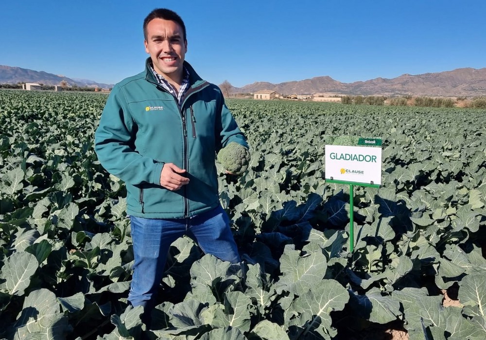Gladiador, el nuevo brócoli de HM.CLAUSE con fruto de calidad, alto rendimiento y buena postcosecha
