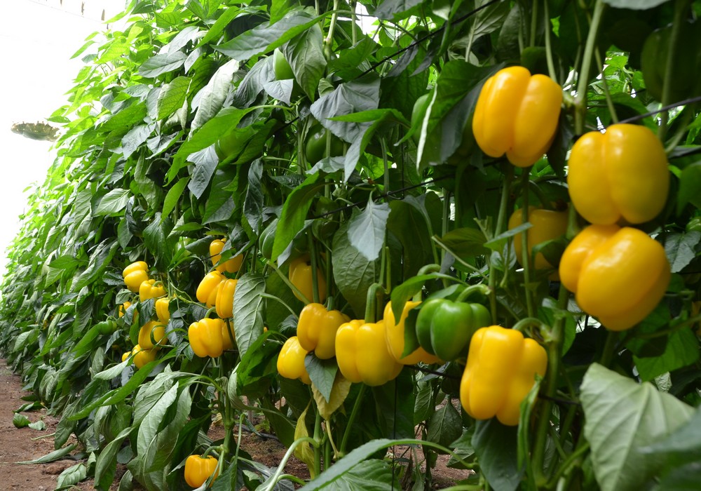 Soluciones nutricionales para cultivos hortícolas de Herogra Fertilizantes