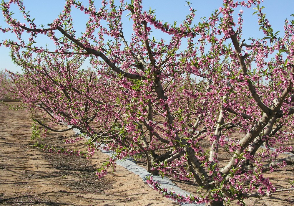 Abonado a la línea portagoteros para mejorar el rendimiento de los frutales