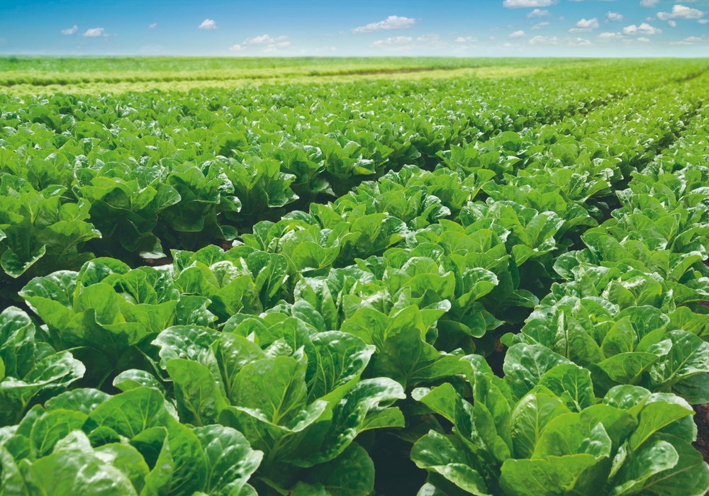 Araw®: protección hasta el final, calidad desde el principio
