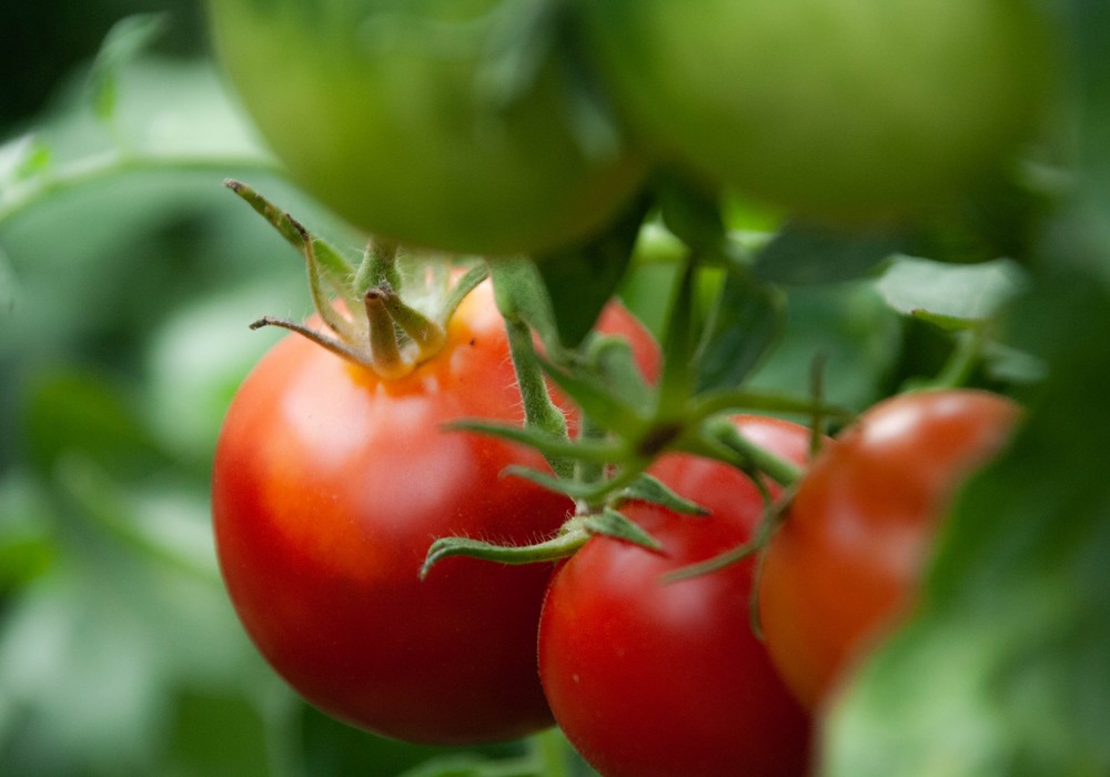IQV Agro España garantiza una ventaja competitiva al agricultor con el uso de sus cobres