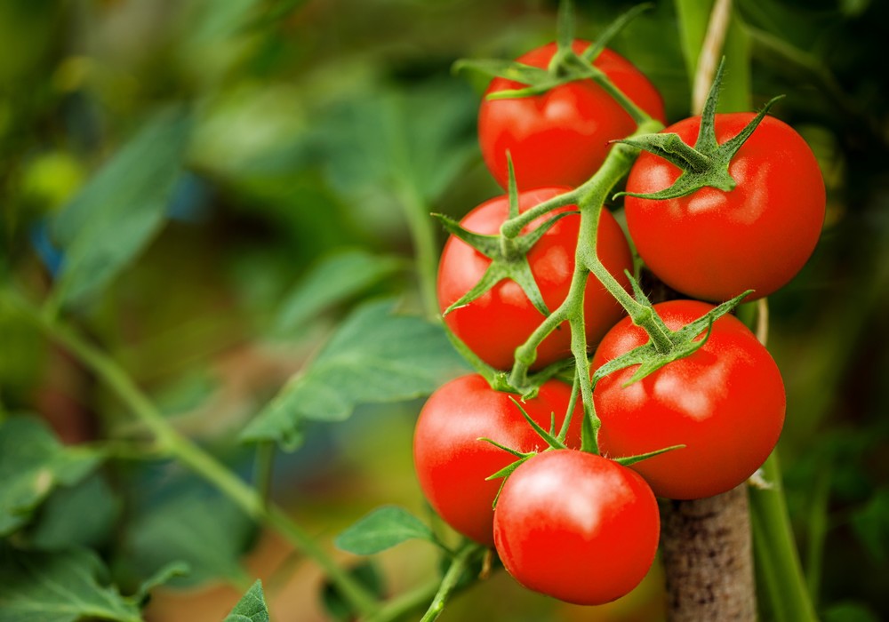 Botector amplía sus usos autorizados en hortícolas