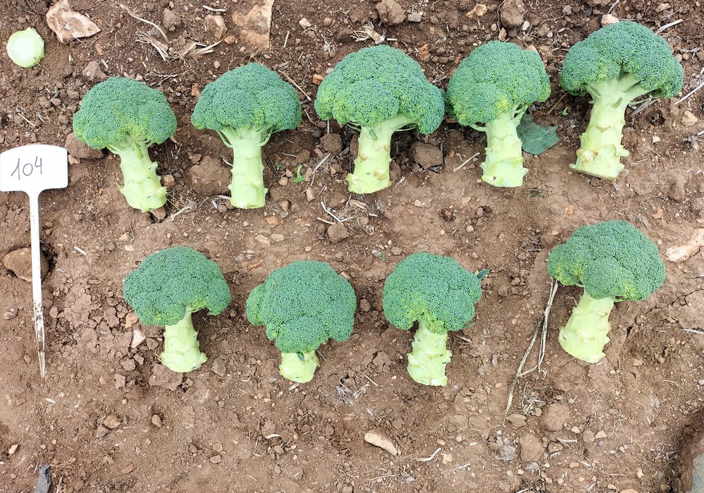 Top Seeds sigue trabajando para ampliar su catálogo de brassicas