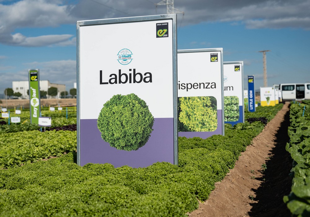  Enza Zaden sigue marcando la diferencia también en cultivos de hojas a través de sus Winter leafy days 2022