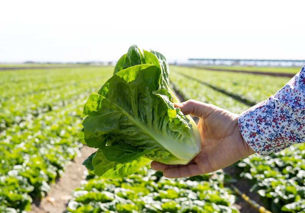Meridiem Seeds suma mini romanas a su amplio portfolio de lechugas
