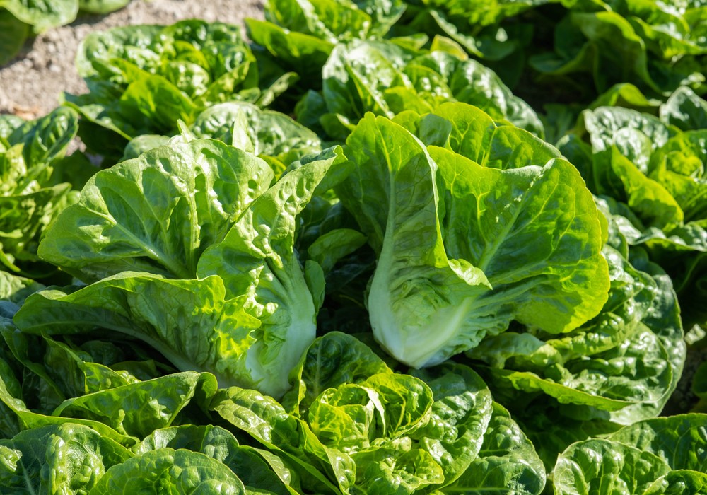 Mini romanas LR 883 y LR 884, novedades en el portfolio de Meridiem Seeds de lechuga