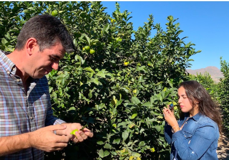 Koppert desarrolla nuevas herramientas para reforzar el control biológico en cítricos