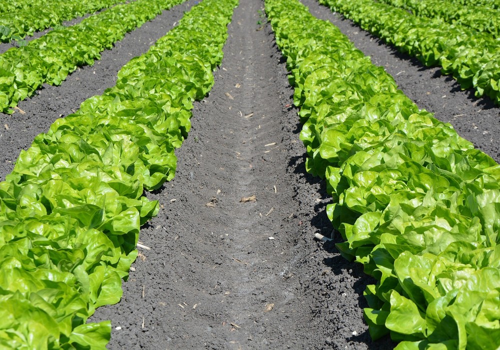 Un equipo del CSIC utilizará inteligencia artificial cuántica para predecir el rendimiento de los cultivos agrícolas