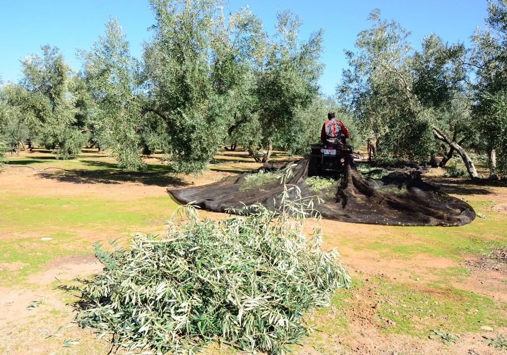 El abonado de fondo con fertilizantes de liberación controlada y Polysulphate son claves para la sostenibilidad y rentabilidad del olivar intensivo