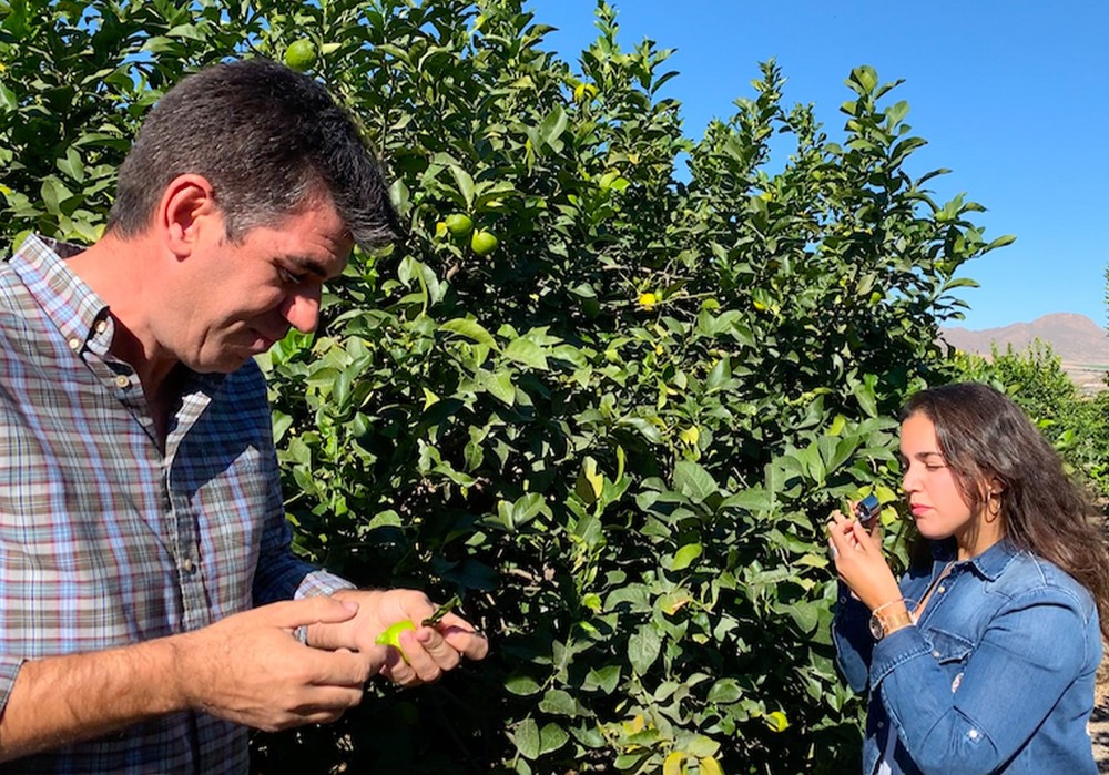 Koppert desarrolla nuevas herramientas para reforzar el control biológico en cítricos