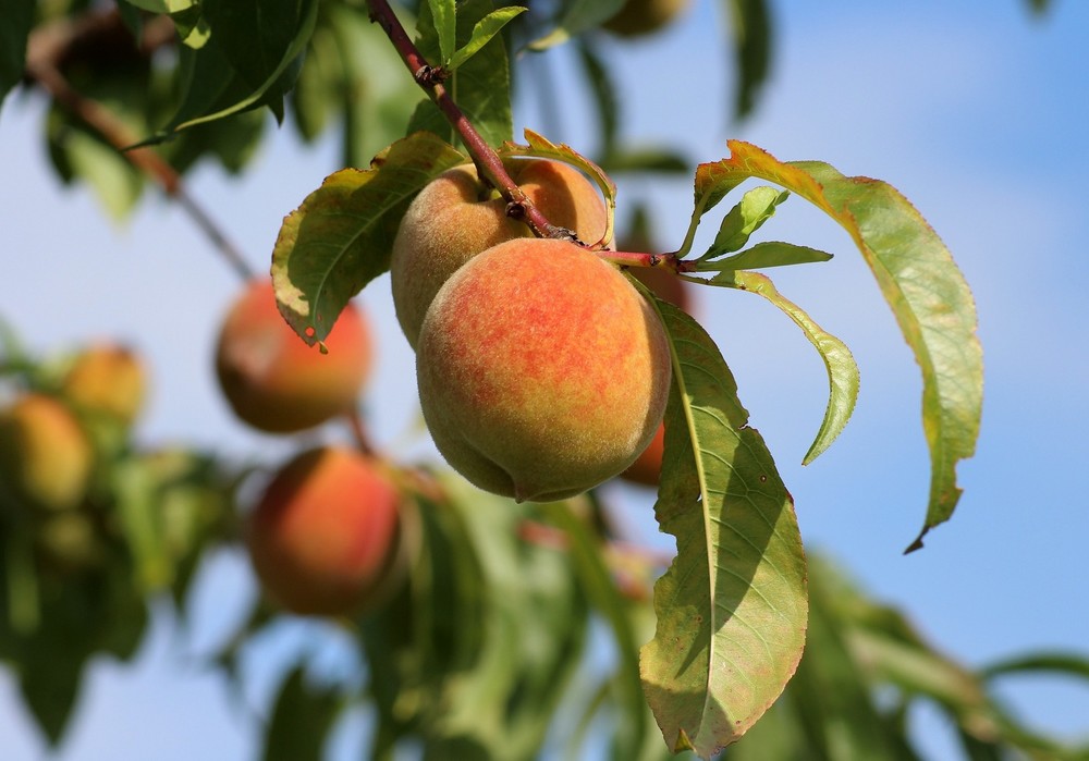 El grupo de fruta de hueso de Francia, Italia, Portugal y España analizará las consecuencias de las heladas y las perspectivas de campaña