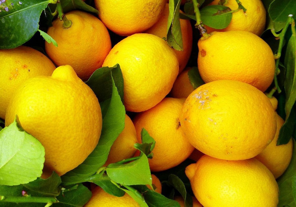 El Ministro de Agricultura aprueba la homologación de los contratos tipo del limón y el pomelo para la Campaña 2022/2023