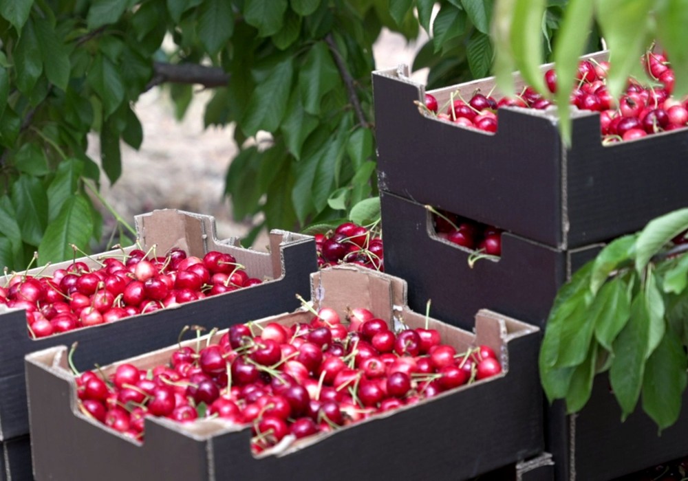 Un proyecto de Agricultura señala el cultivo del cerezo como una alternativa viable en la zona del Noroeste