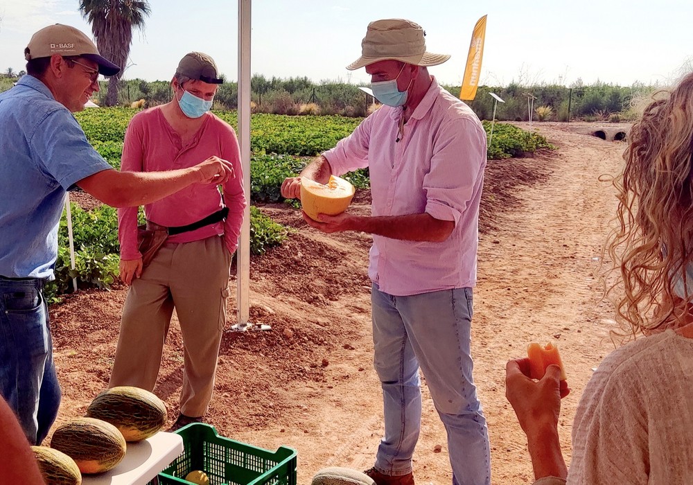 La Región de Murcia, centro neurálgico de las innovaciones de melón y sandía para Europa