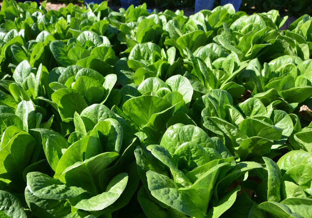 El agricultor asegura con los cobres de IQV Agro España el éxito en sus cultivos