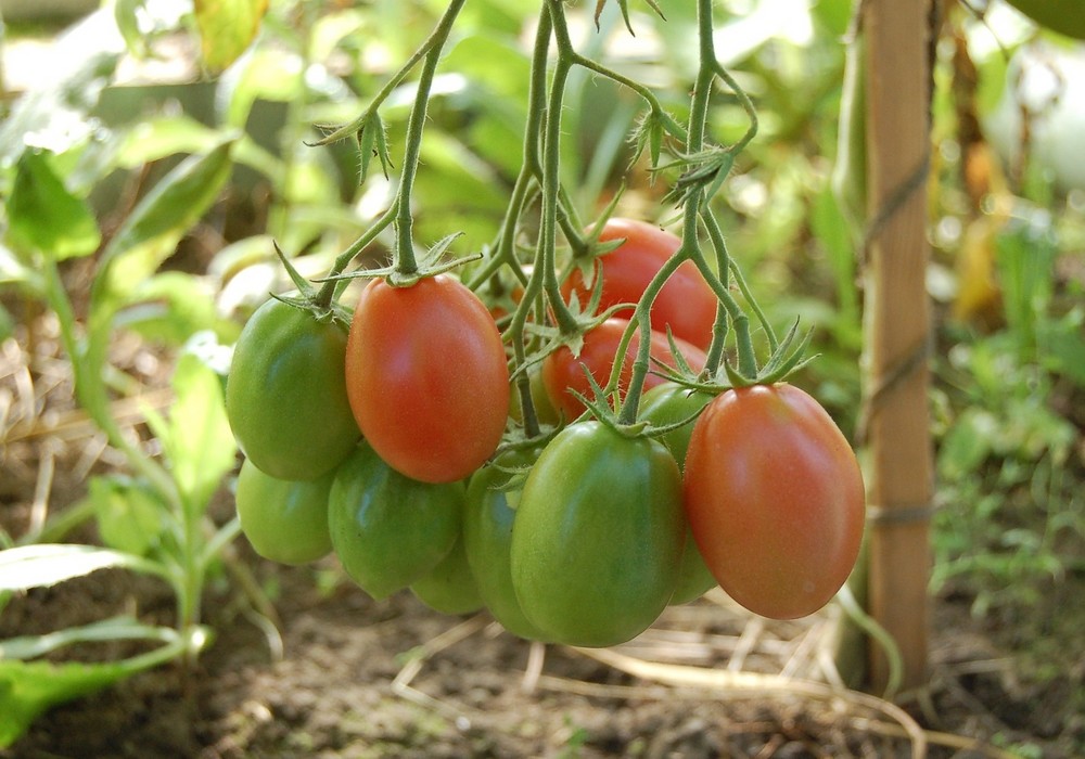 La producción de tomate en la UE baja un 3% el mismo porcentaje que sube la importación