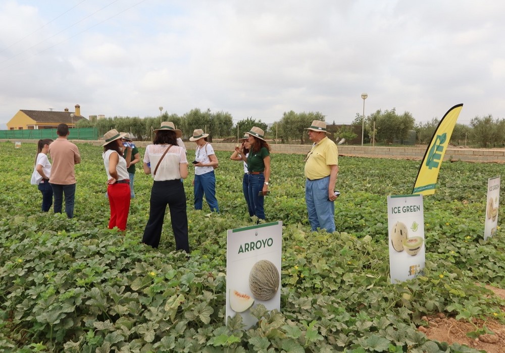 Semillas Fitó presenta en FitoWeek 2022 su nuevo concepto de melón Little Planet, el cantaloup Marme y el sello Flavourite para sus piel de sapo Arroyo y Montiel