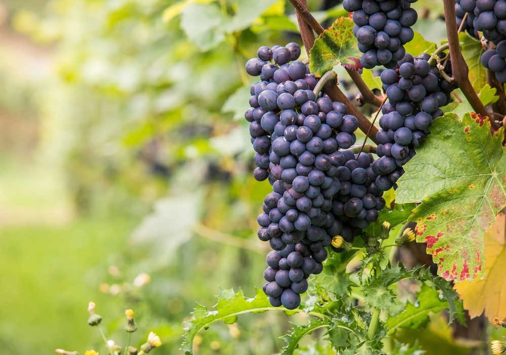 El coste del seguro de uva para vino descenderá en más de un 20 % de media en el conjunto de España