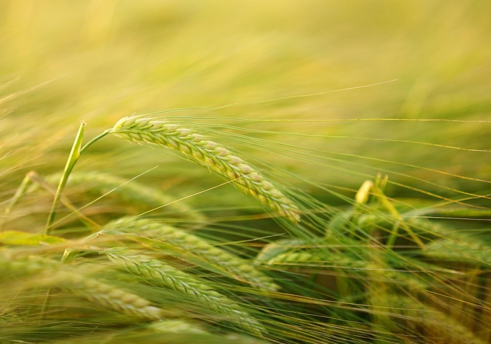 El Ministerio de Agricultura, Pesca y Alimentación inicia la consulta pública del real decreto que regulará los pagos directos y la solicitud única anual de ayudas de la nueva PAC