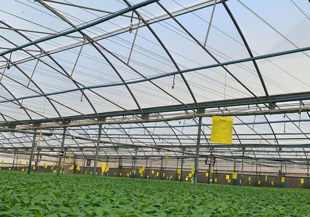 Las eficaces ventajas de los plásticos de Ginegar garantizan una mayor productividad del cultivo