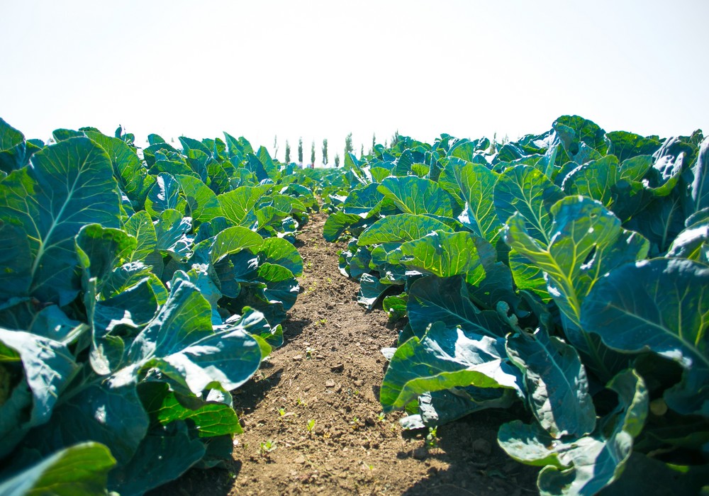 La fertilización de fondo en el cultivo de brócoli